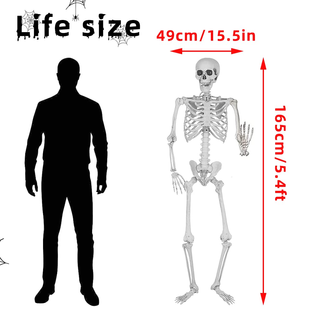 5.4Ft Life Size Skeleton with Movable Joints H393050