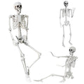 5.4Ft Life Size Skeleton with Movable Joints H393050