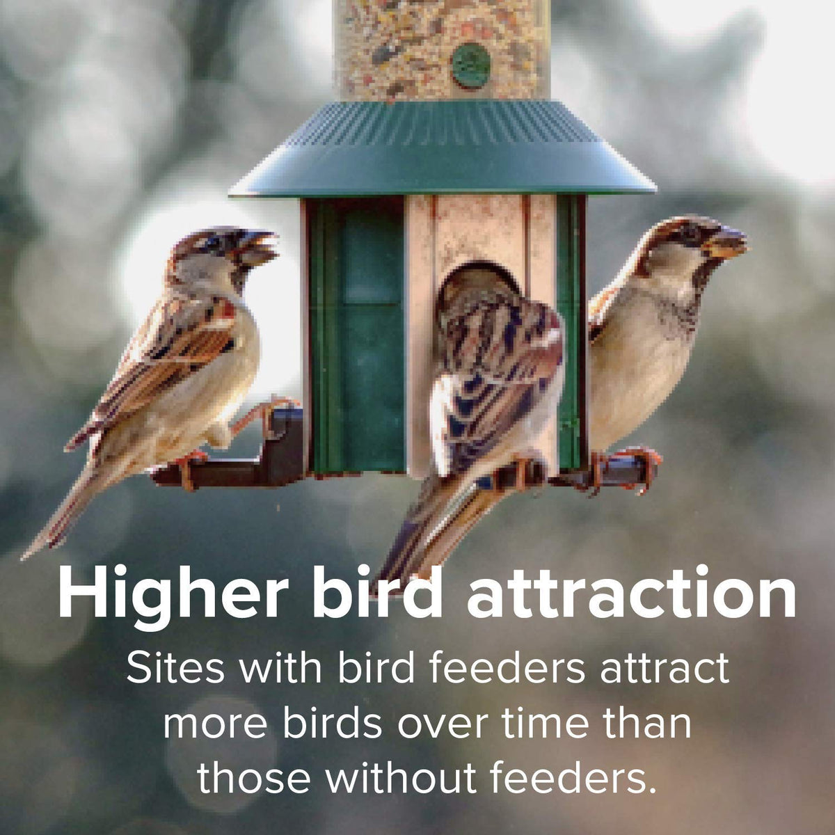 Finch Wild Bird Seed 20lb Bag N31074
