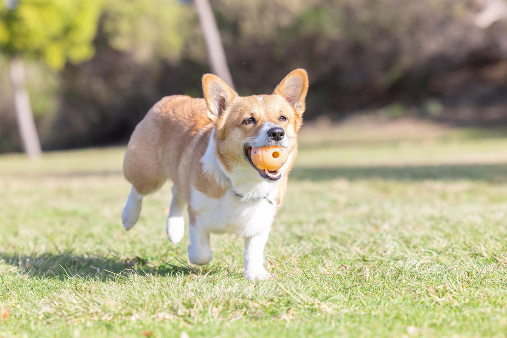 Medium Fetch Ball N72440