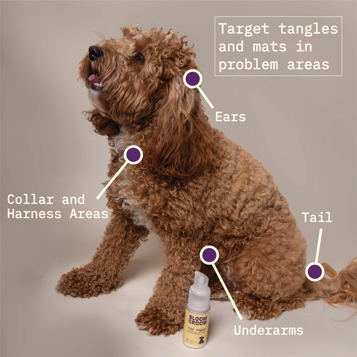 Waterless Dry Shampoo and Detangler for Dogs 1.52 oz C6556
