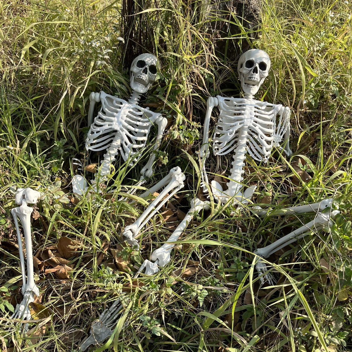 5.4Ft Life Size Skeleton with Movable Joints H393050